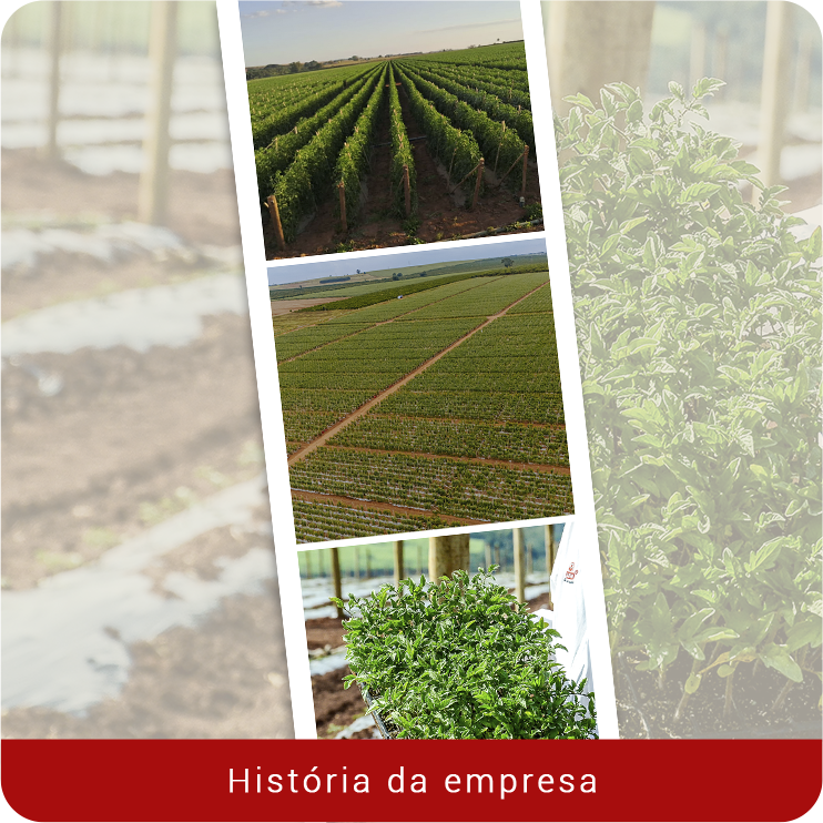 historia-da-empresa-home